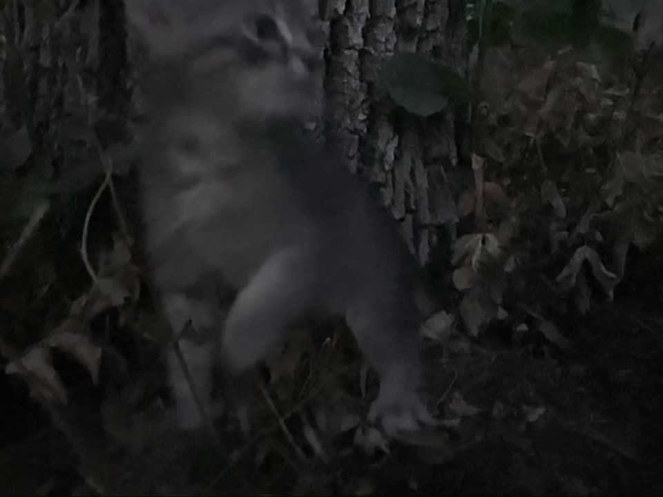 �������� �������� - ������ �����