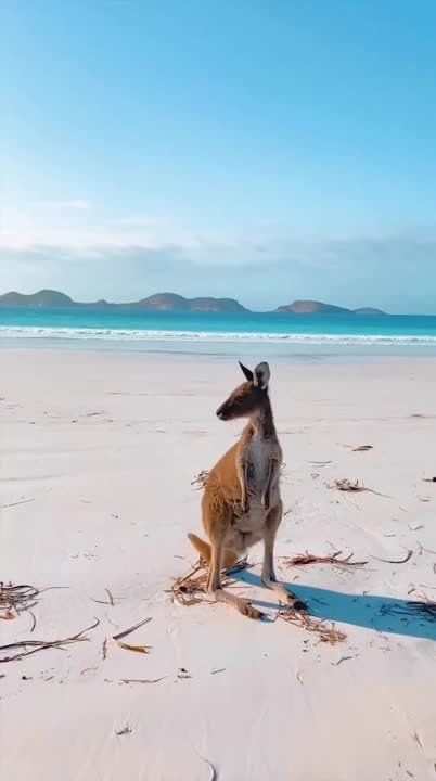 ������ ����. �������� ���� ��������