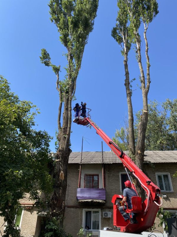 Сергей Козенко: На территории Краснодонского муниципального округа проводится обрезка и омоложение деревьев
