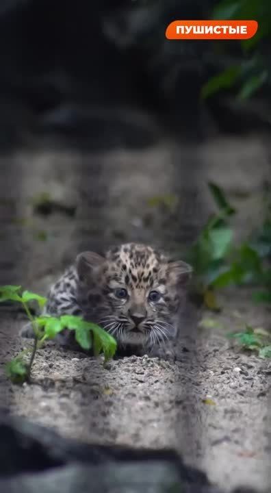 � ������������� �������� ������� ������������ �� ��� � ������ � ������ ������� ���������������� ��������