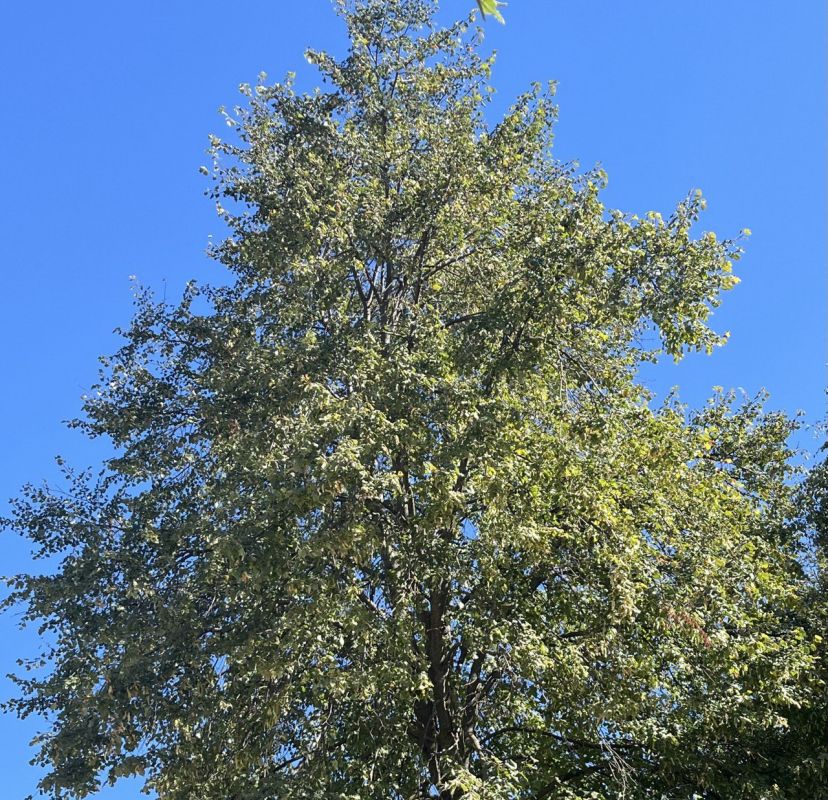 � ������ �����, ������ ����������� �������������� ������!