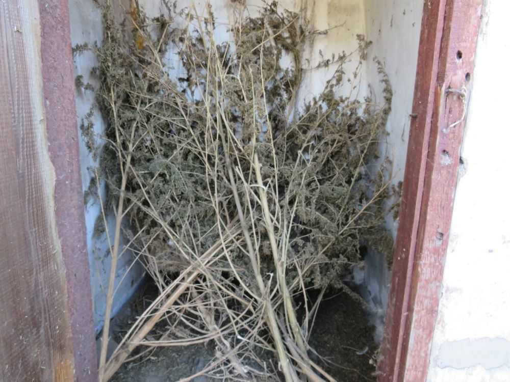 Более 15 кг конопли изъяли полицейские у жителя г. Алмазная