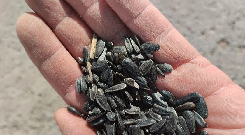 Пульс региона: ряд новостей для ЛНР за 15 октября