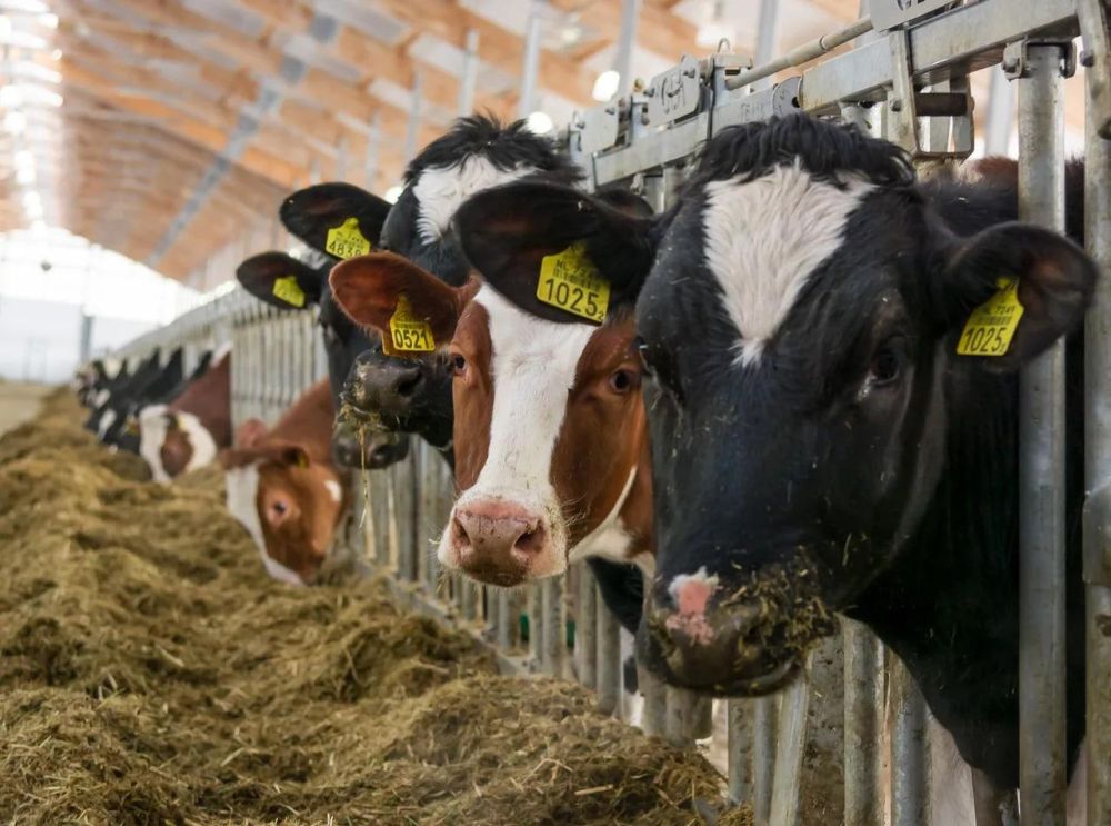 ������ ��������: ���������������� ������������ ���������� ����� ������������� �������� �� ������������ ������ � ����