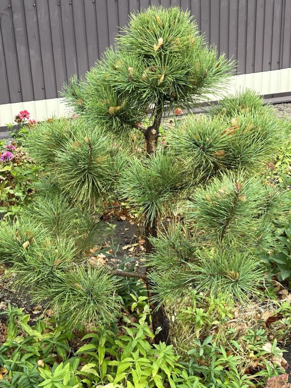 � ������ �����, ������ ����������� �������������� ������!