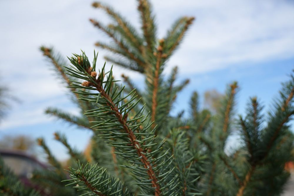 ������� �����: ����� ������������� � ������������� ����� ���� �������