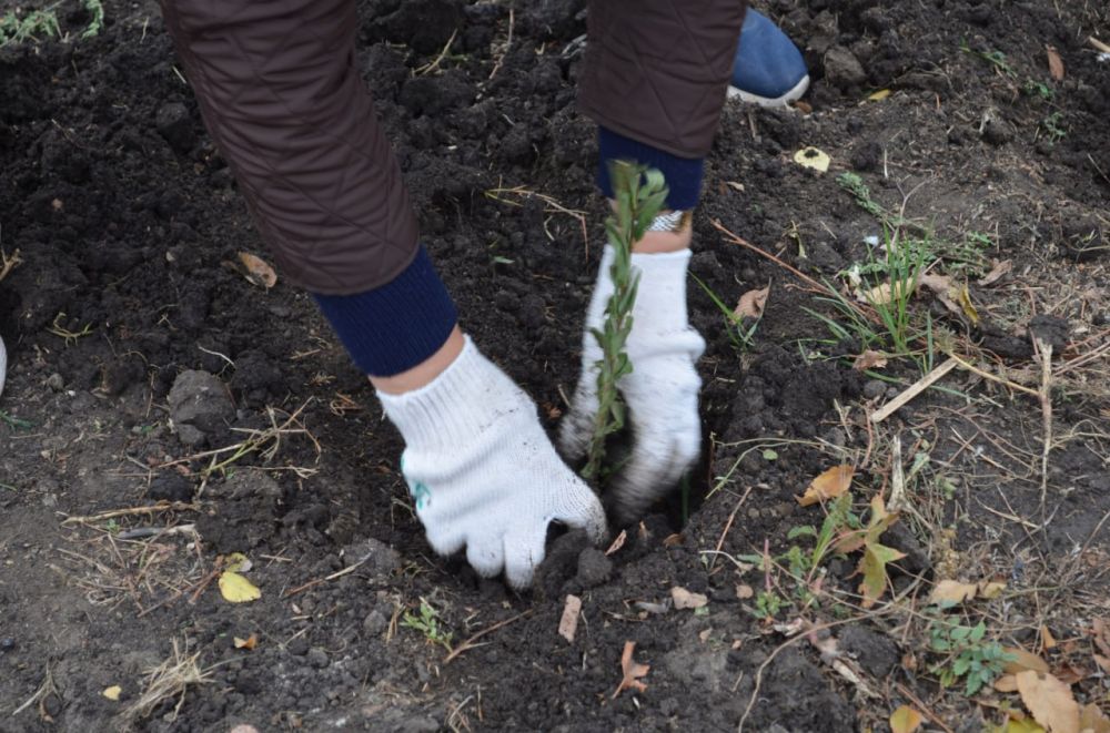 Сергей Козенко: Мы продолжаем наше замечательное дело по озеленению полюбившейся жителям Аллеи Защитников Родины