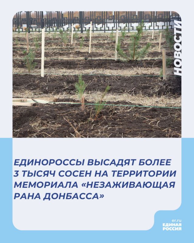 Единороссы высадят более 3 тысяч сосен на территории мемориала «Незаживающая рана Донбасса»