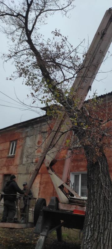 МУП "Коммунальная служба г. Ирмино" приступила к формовке деревьев на улицах Шепетовская и Армейская