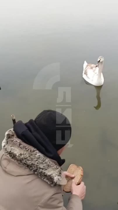 Не только голуби Республики без страха едят с рук - лебеди, как оказалось, тоже