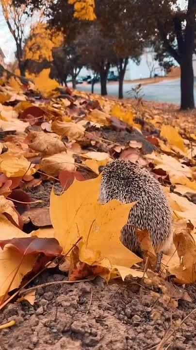 ��� ����� ������� ����������� ���� ���������� ����� � ���������� ��������