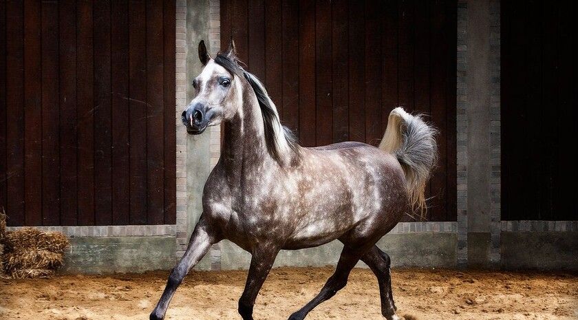 ����������� ������ ����� ��������� ��������� ��������� �������� ��������