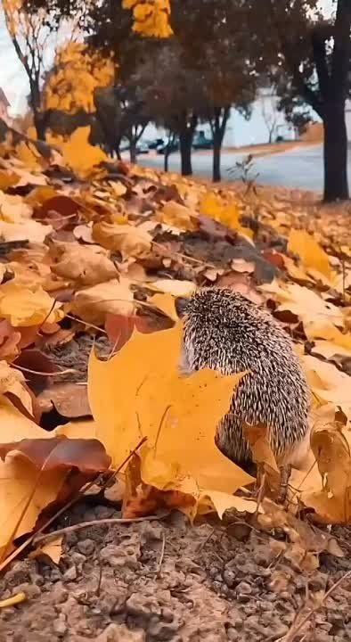 ������� �������: ��������, ��� �� �����