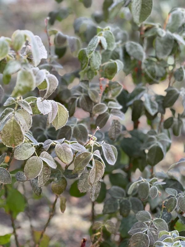 � ������ �����, ������ ����������� �������������� ������!