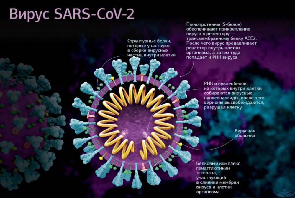 ����� SARS-CoV-2 - ��� ���?