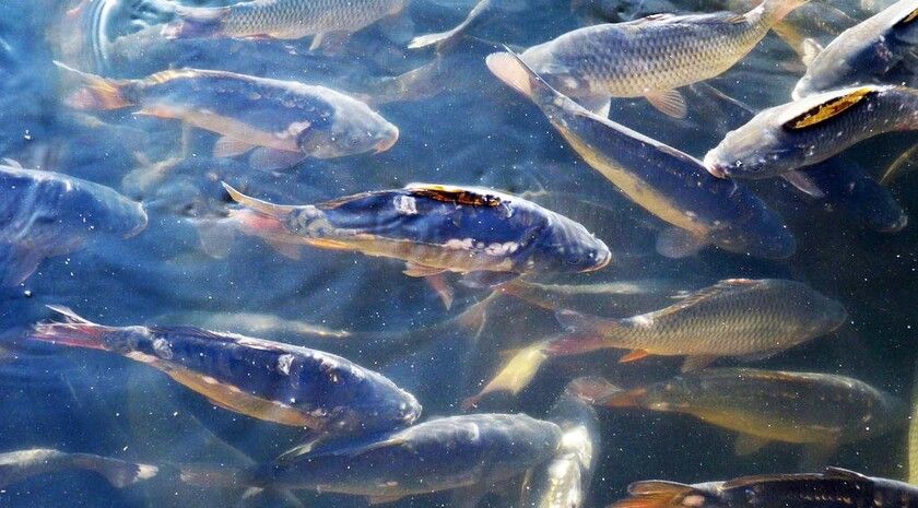 ���������� ��� ��������� 12 ���������� �������� ��� �������� � ������