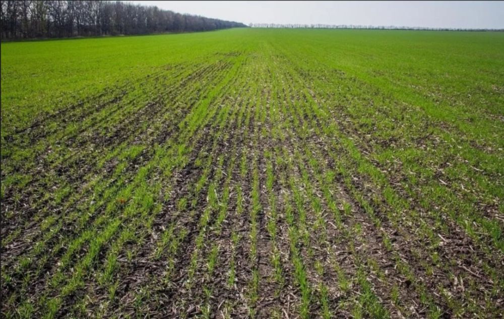 Сергей Козенко: Аграрии Краснодонщины перевыполнили план по севу озимых культур под урожай будущего года