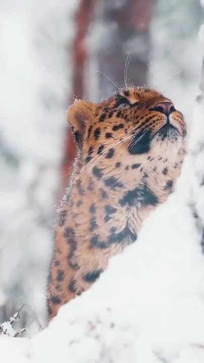���� ����� ���� ��, ��� �� ������ � ���
