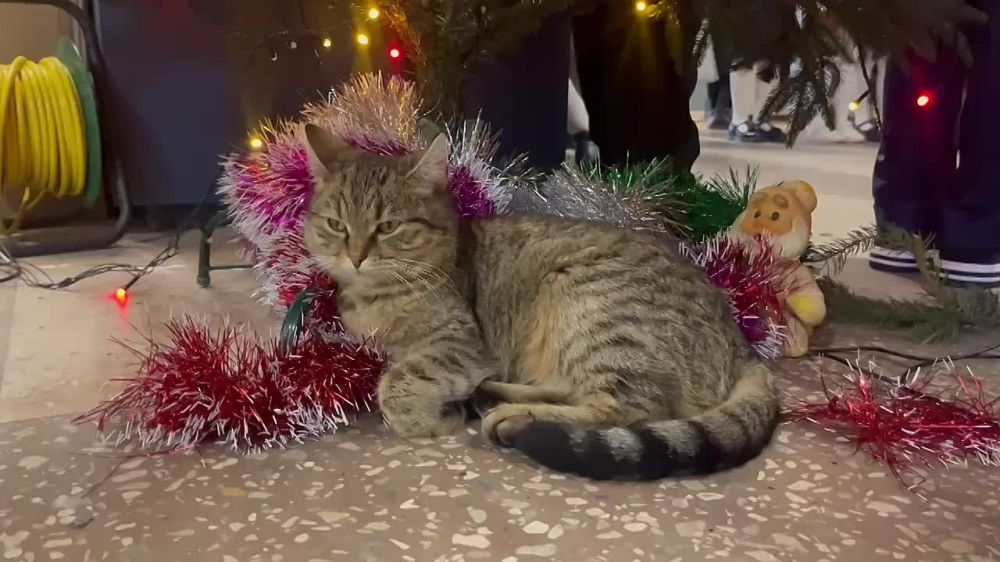 ������� ��������: ������� � ��������-��������� ������������� ����� �������� ���������� ��������� ��� ����� XIX ����