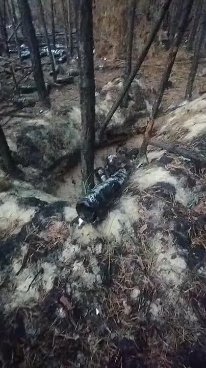 Недоброе утро у боевиков киевского режима в лесах под Кременной