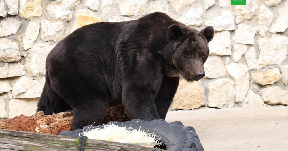 Медведь Гром из Московского зоопарка впервые впал в спячку