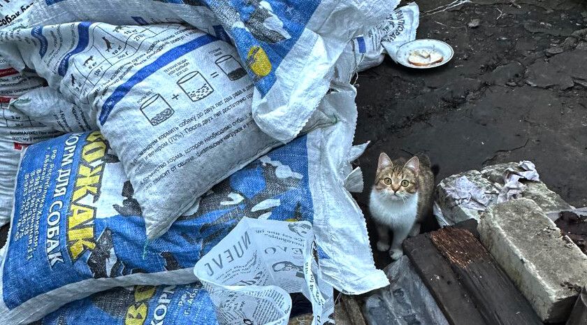 ������� �������� ����� 800 �� ����� ��� ����� � �����, ������� � ����� ���� � ����������