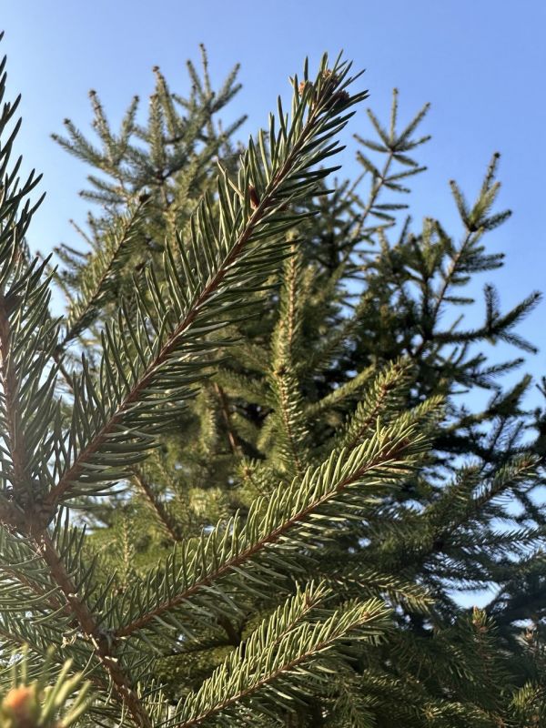 � ������ �����, ������ ����������� �������������� ������!