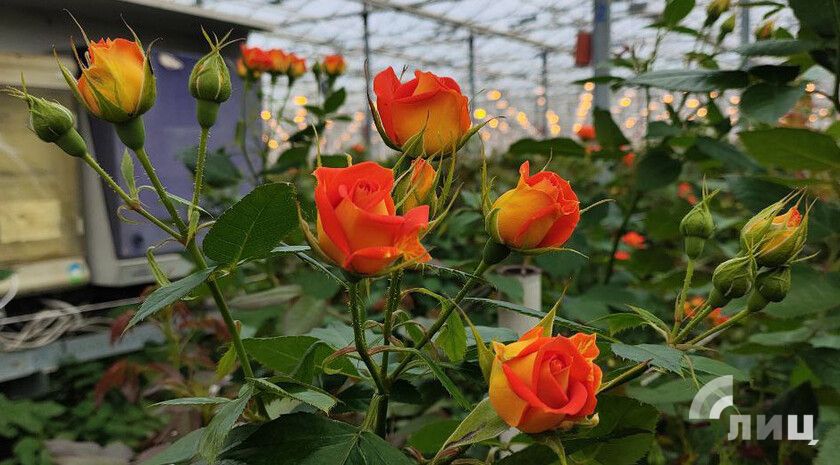 ���� � �� ������: ��� � ������ ���������� ���� ��� ���������� ���