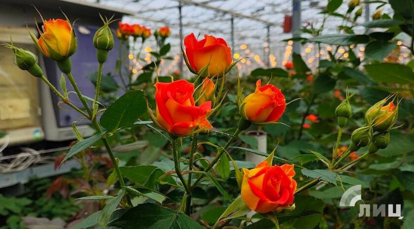 �������-������� �� ������ �������� � ���������� 8 ����� ������� ������������ ��������� �������� ����������, ��� ������������ � ���������� ����������� � ����� ������ ����� ���