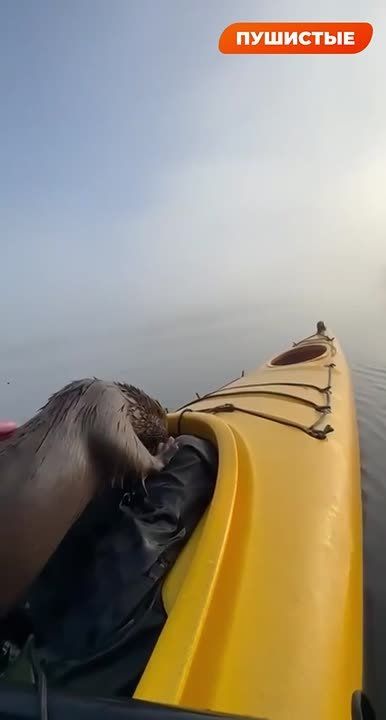 ����� ��������� ������ ��������� � ������ ���������� � ���� �������������