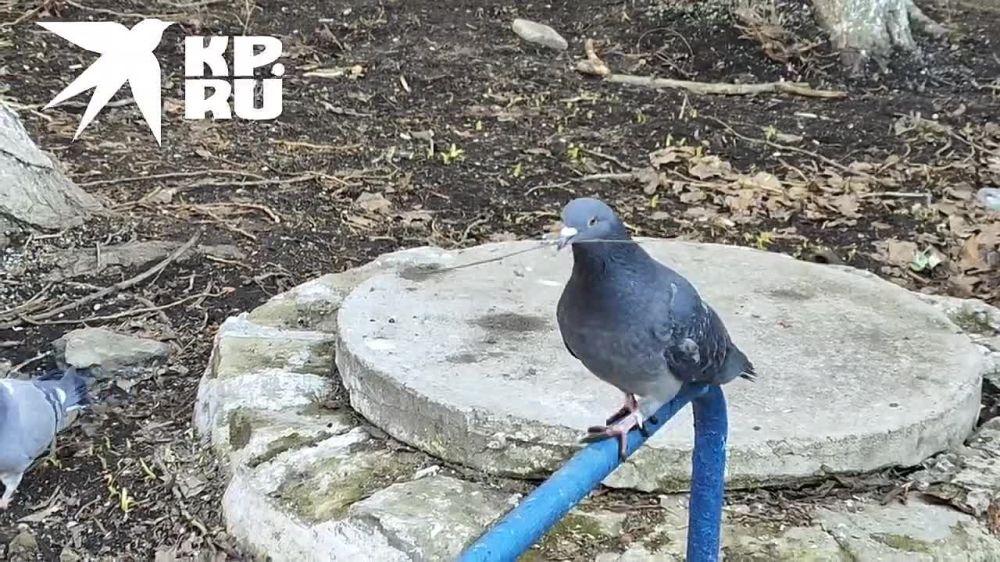 ����� ������. ������ �������� �������, ����� ����� ������