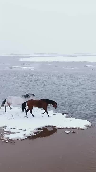 ������ ����