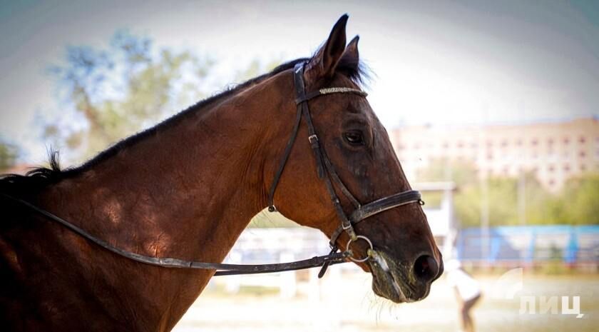 Восстановительные работы в Луганской конно-спортивной школе запланированы на 2026 год