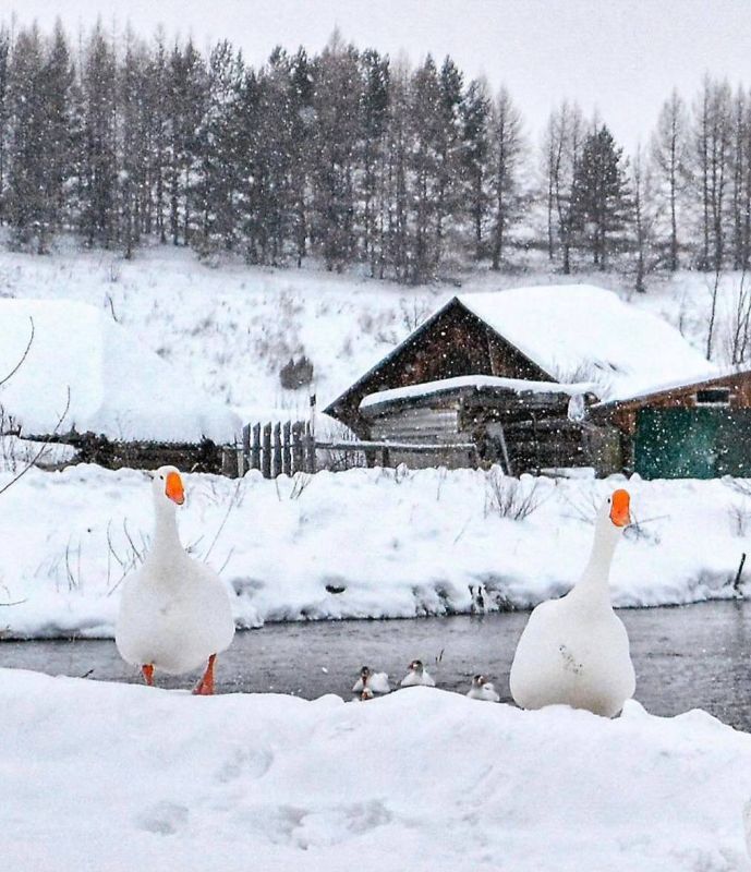 ��� ������ ����. ���������� �����. �������� ����. ��������: sveta_birds __________