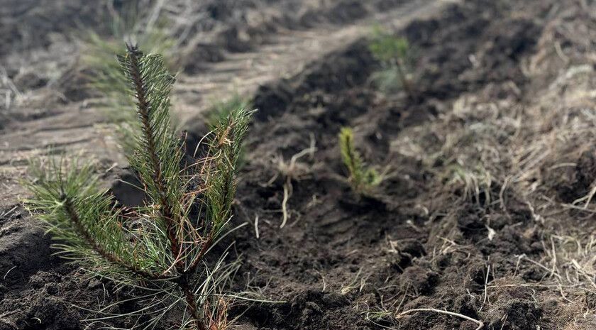 ��������� ����������� ����������� ������� ������ ���. �������� � ������ ����� ���� ������