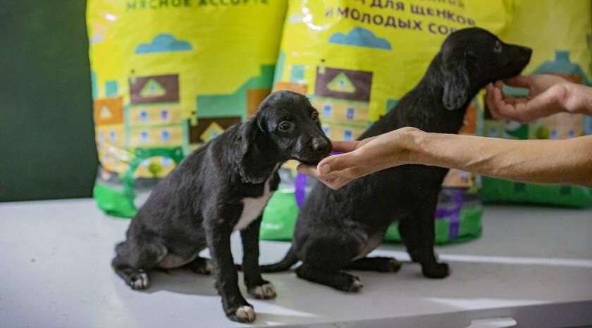 ��� ������������ �� ���� �������� �������� � ������� ����������� ��������� � ���������� ���������