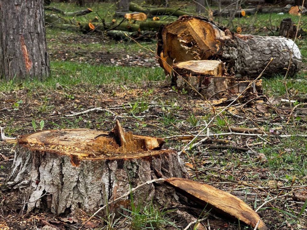 Сергей Колягин: Зеленые насаждения являются важнейшим элементом городской среды
