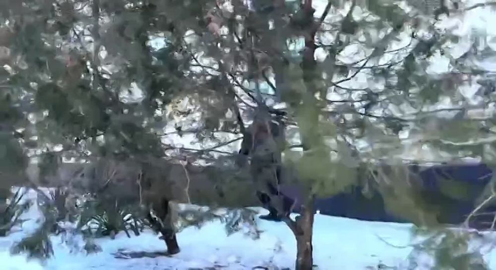 7- ��������-��������� ������� ����� �. ���������