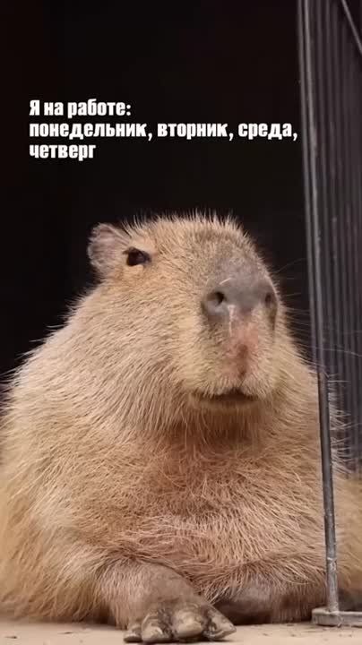 ��������� ���� ���������� ����������� � ����������� ���������� ������� �����