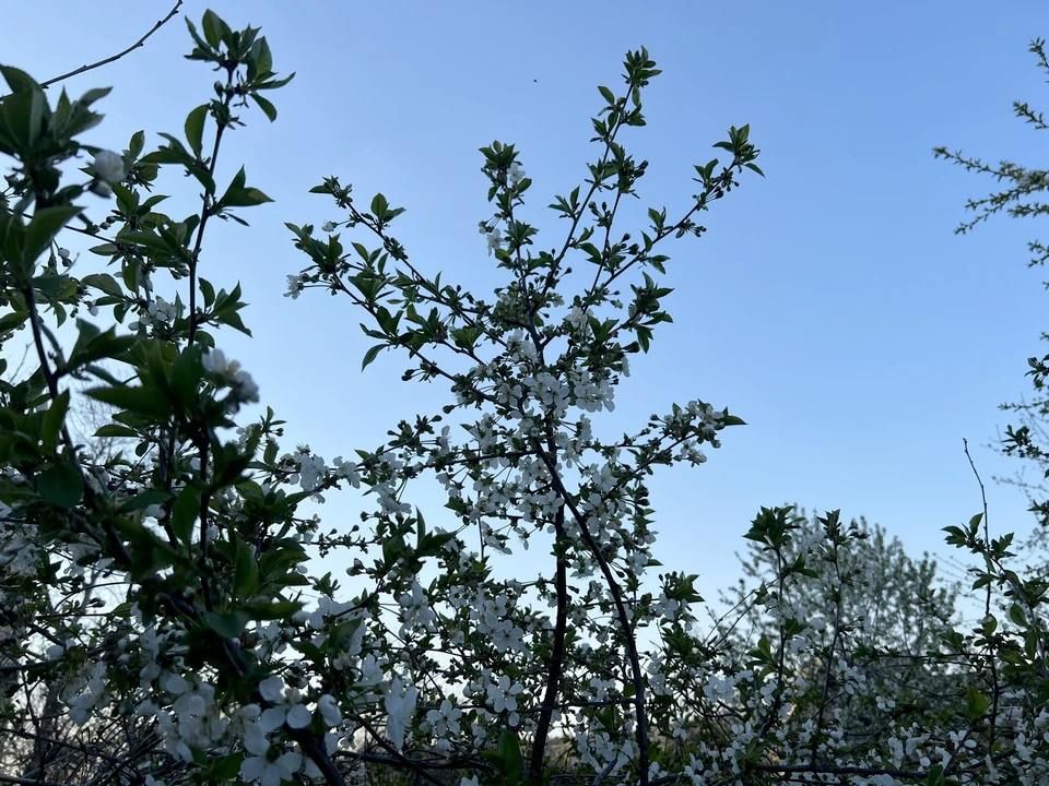 � �������� � ��� ��������� ������ ������ ��� ������� 18 ������