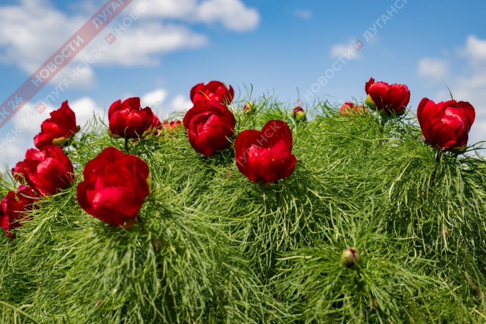 ������������ ����� ������� � ������������� ����� (������������)