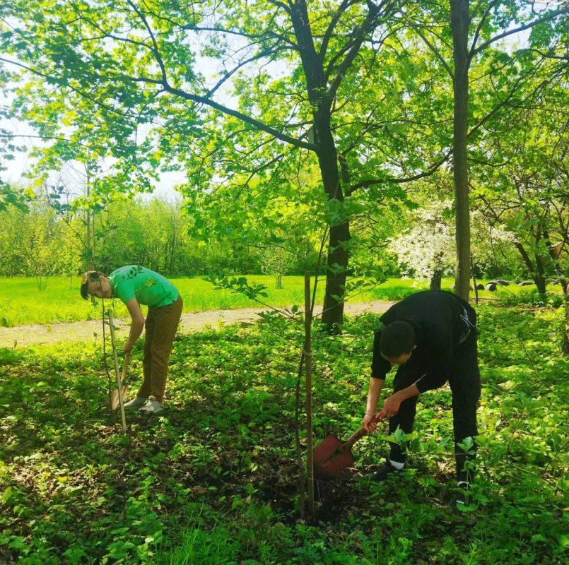 Деревья – символ памяти. Международная акция «Сад памяти», призванная высадить 27 миллионов деревьев в память о погибших на фронтах Великой Отечественной войны, находит отклик в сердцах детей Алчевска