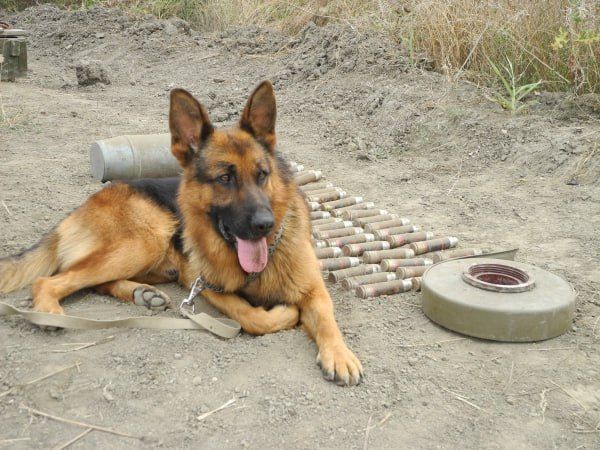 МЧС зафиксировало новые случаи подрыва на взрывных устройствах в ЛНР