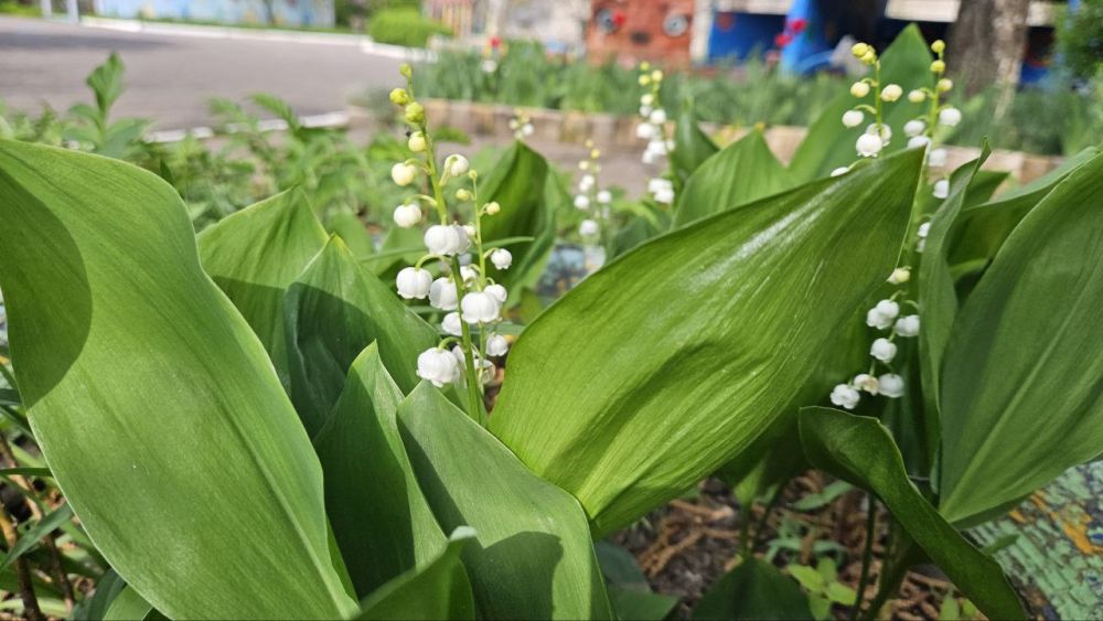 Доброе утро, Алчевск!. Встречаем первую субботу мая, сегодня теплее, чем вчера, но прохладнее, чем хотелось бы. Одевайтесь так, будто "не май месяц"
