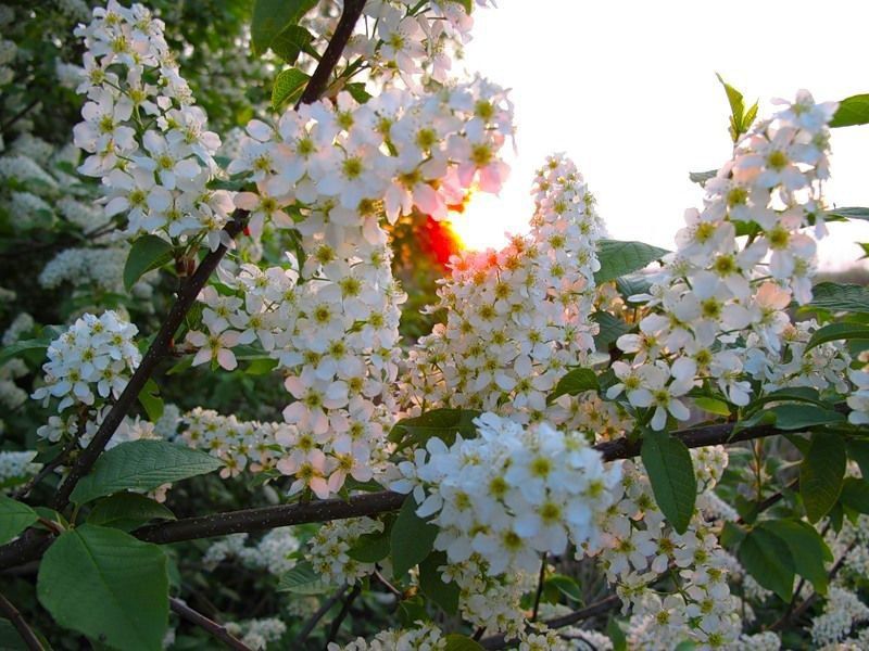 С ДОБРЫМ УТРОМ, НОВОПСКОВСКИЙ ОКРУГ!