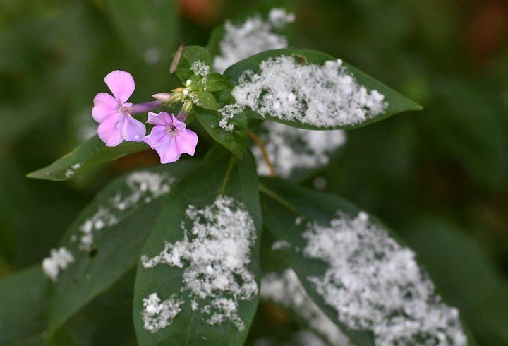 Заморозки могут навредить урожаю в ЛНР