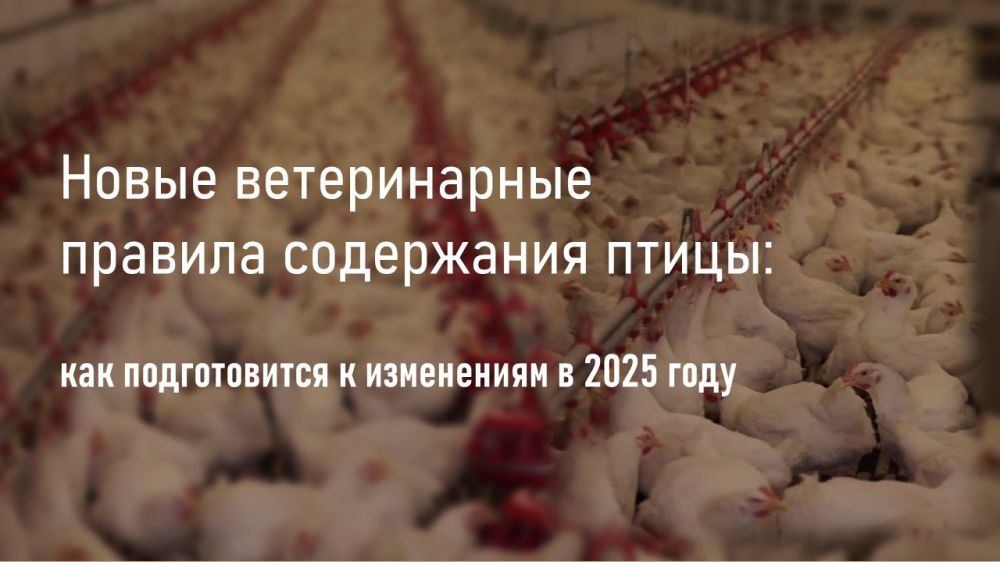 Новые Ветеринарные правила содержания сельскохозяйственной птицы в России с 1 сентября 2025 года