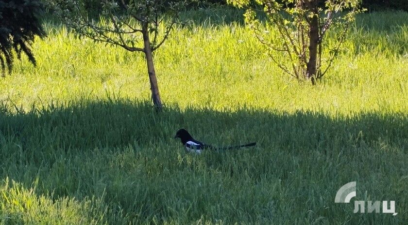 Синоптики прогнозируют 7 мая в ЛНР до 24 градусов тепла и кратковременный дождь