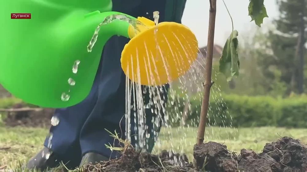 Прокуратура Луганской Народной Республики в рамках Всероссийской патриотической инициативы провела мероприятие «Аллея памяти», посвященное празднованию предстоящей 80-й годовщины Победы в Великой Отечественной войне