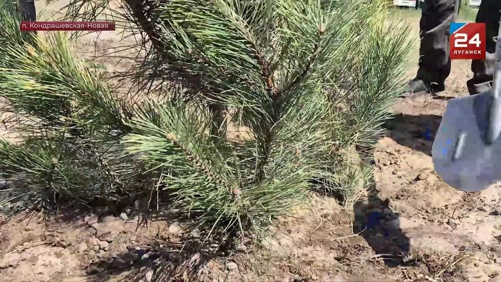 Аллею памяти высадили в Станично-Луганском округе